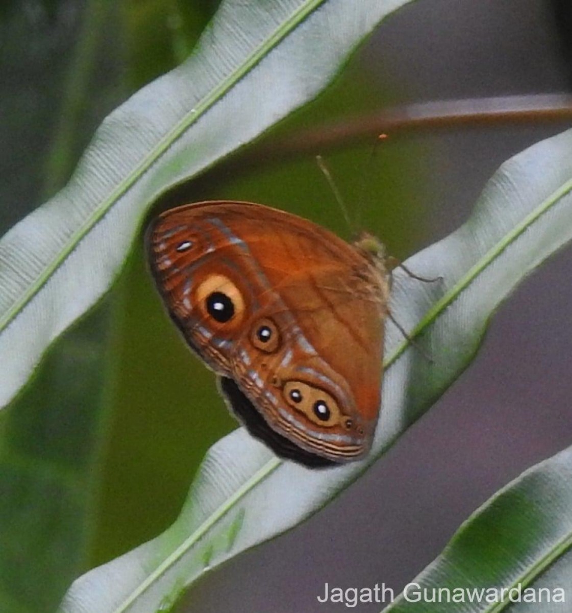 Mycalesis patina Moore, 1857